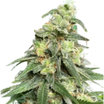 Guava Bar Feminized Seeds