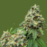 Cotton Candy Kush Feminized Seeds