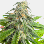 Death Star Feminized Seeds