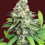 Ghost Train Haze Feminized Seeds