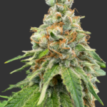 God’s Gift Feminized Seeds