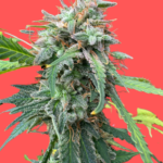 Green Crack Feminized Seeds