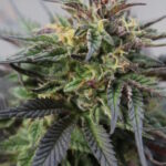 Romulan Feminized Seeds