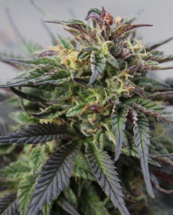 Romulan Feminized Seeds