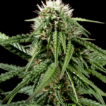 Auto French Cookies Autoflowering Seeds